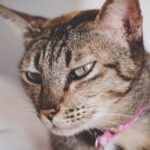 Pourquoi choisir un collier adapté pour votre chat ?