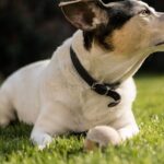 Comment choisir le meilleur collier pour votre chien en 2024